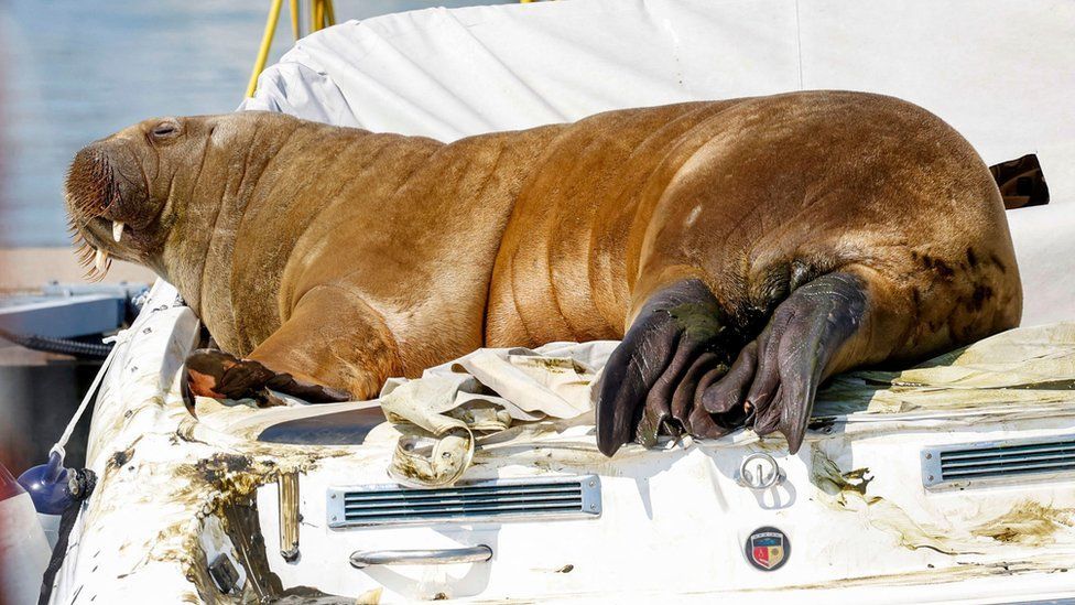 Oslo Fjord: Freya the Walrus Euthanized