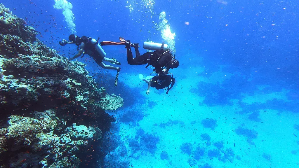 Egypt's 'Super Coral' Threatened by Oil Pollution