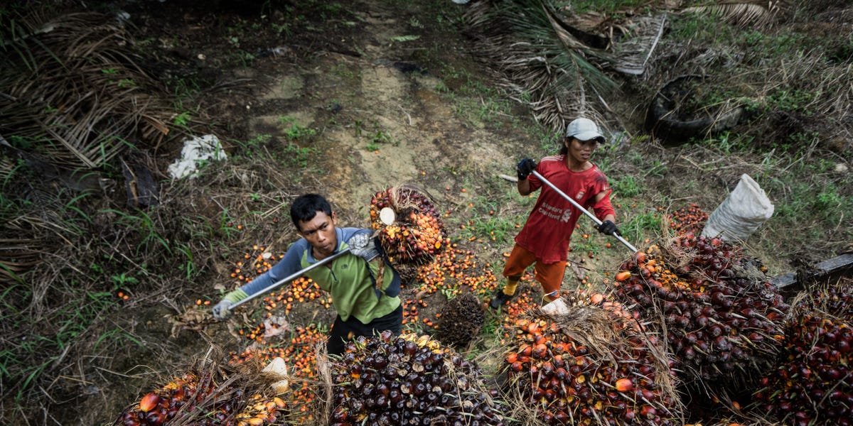 Indonesia to Tighten Palm Oil Exports