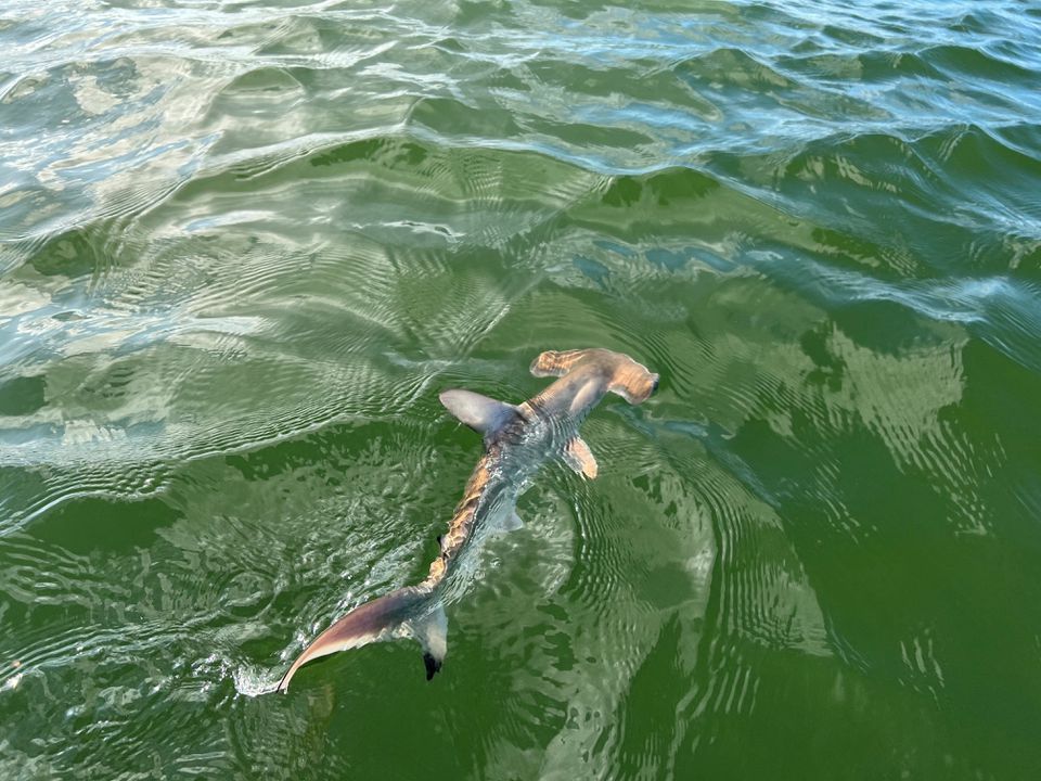 Scientists Discover Hammerhead Shark Nursery In Ecuador's Galapagos