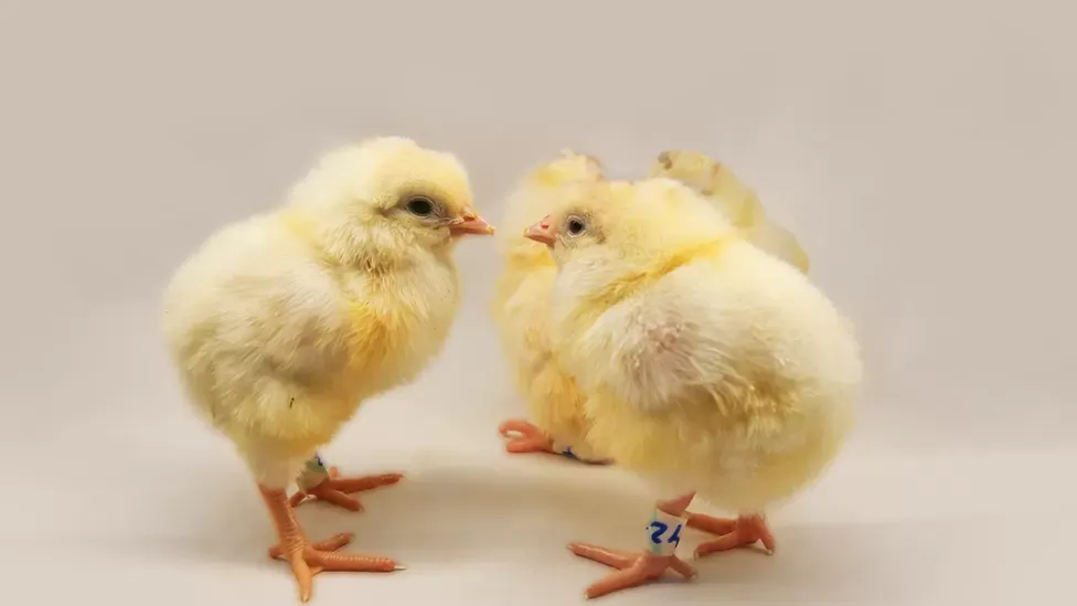 Israel: Gene-Edited Hens Only Lay Female Eggs