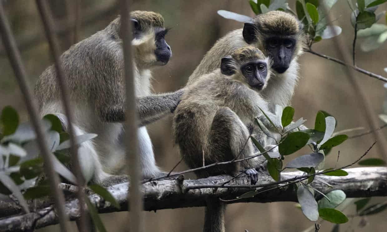 Sint Maarten to Cull Entire Vervet Monkeys Population