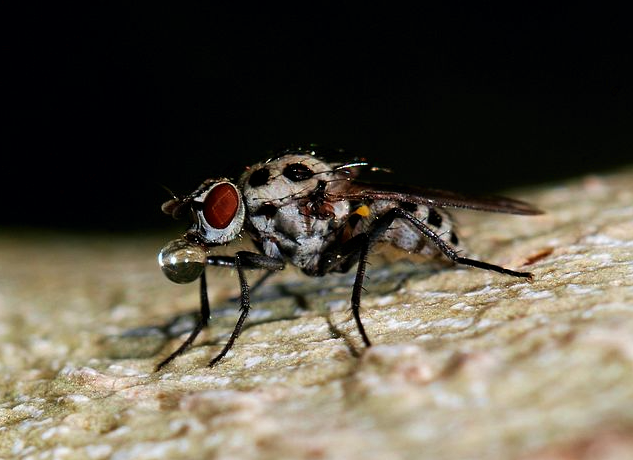 Study: Flies Confuse Blue Objects for Food