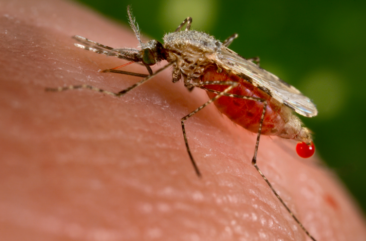 Study: Bacteria Could Stop Malaria Transmission