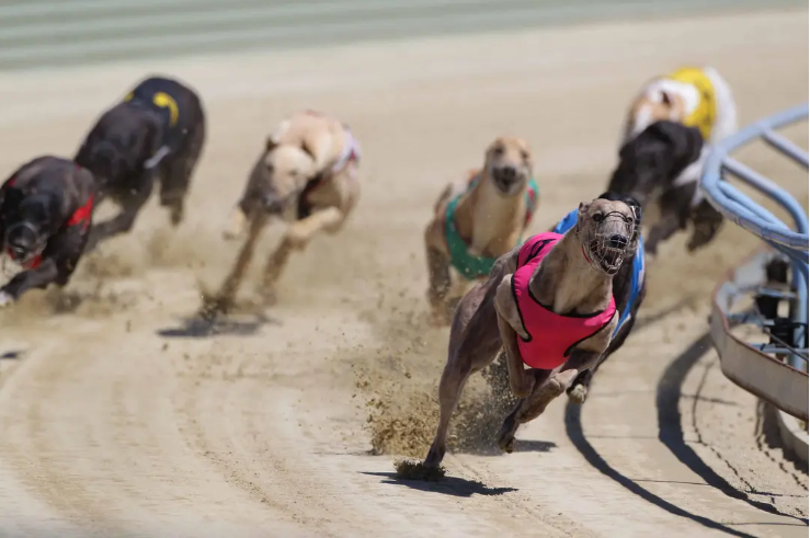 New Zealand to Ban Greyhound Racing