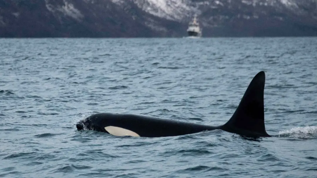 Wildlife: Orca Mother Observed Grieving Over Second Dead Calf