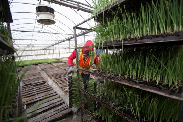 Canada: Jamaican Workers Decry Alleged Exploitation post image