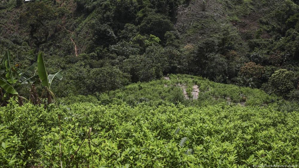 UN: Colombia's Coca Crops Grew to 'Historic Levels' post image