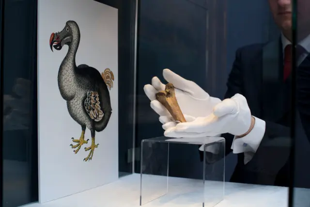Scientists Vow to 'De-Extinct' Dodo Bird post image