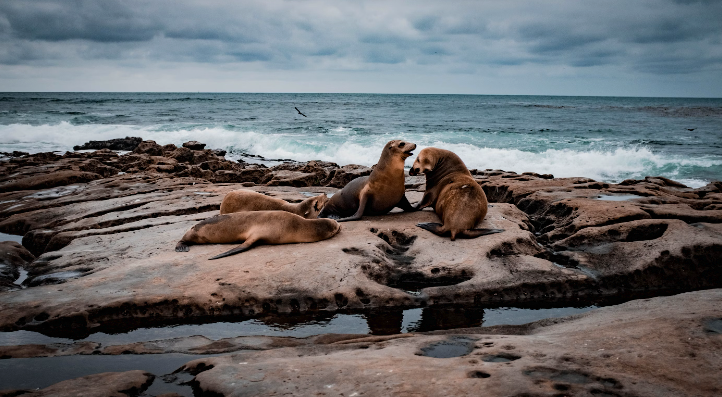 Toxic Algae Kills Hundreds of Animals on California Coast post image