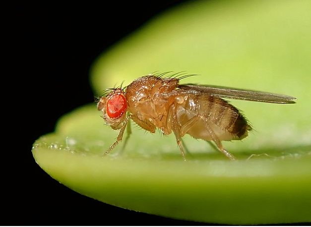 Scientists Induce 'Virgin Birth' in Fruit Flies post image