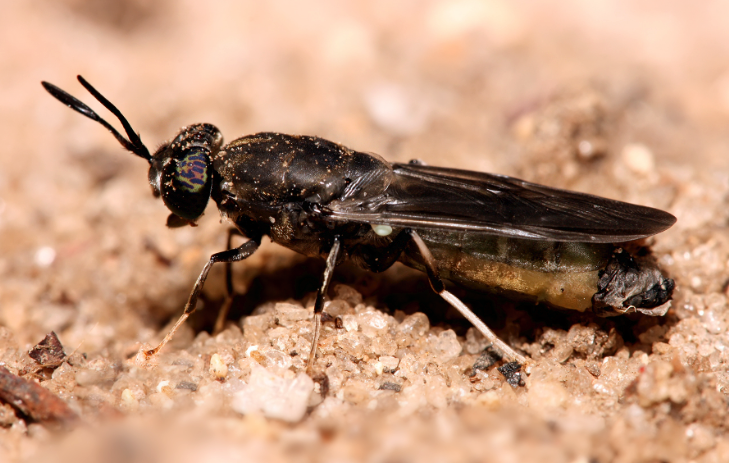 Scientists Turn Fly Carcasses Into Biodegradable Plastic post image