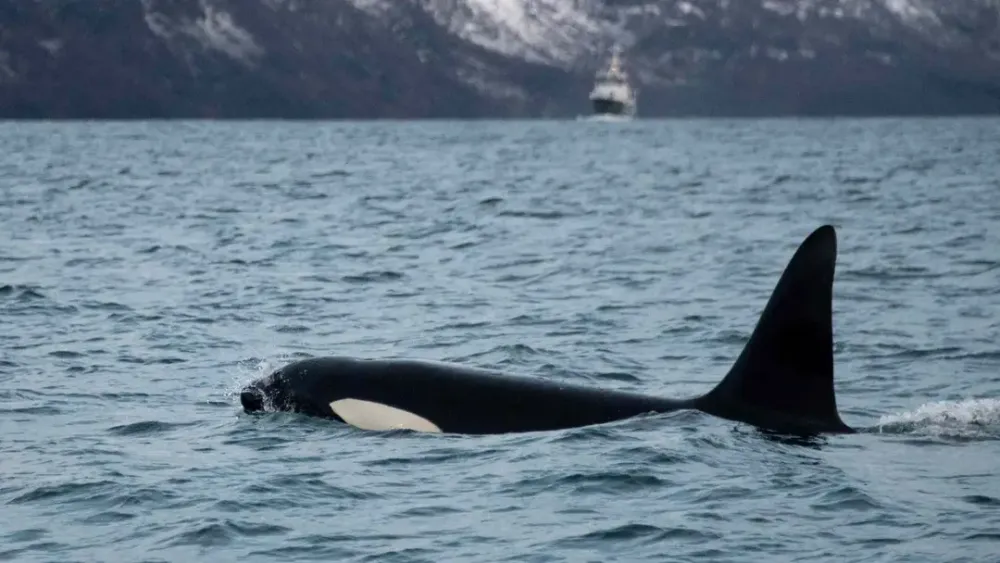 Wildlife: Orca Mother Observed Grieving Over Second Dead Calf post image